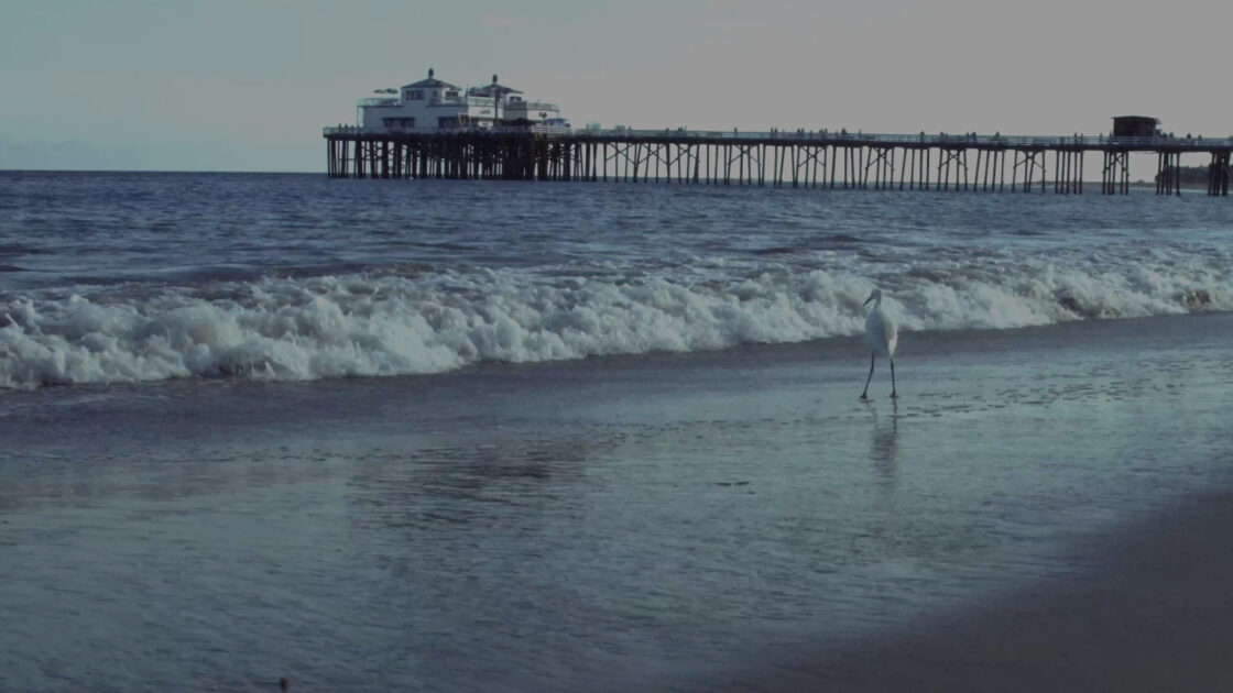 A white heron walks along the shoreline with waves and a wooden pier in the background.