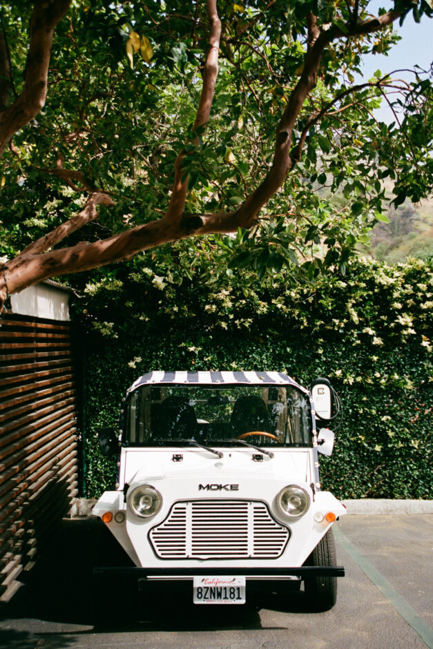 car under tree