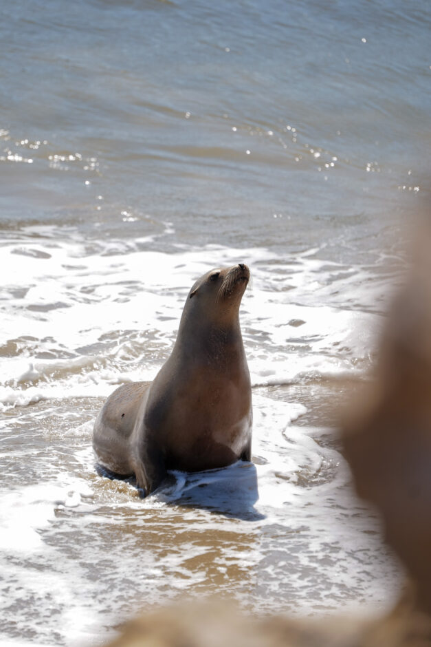 seal