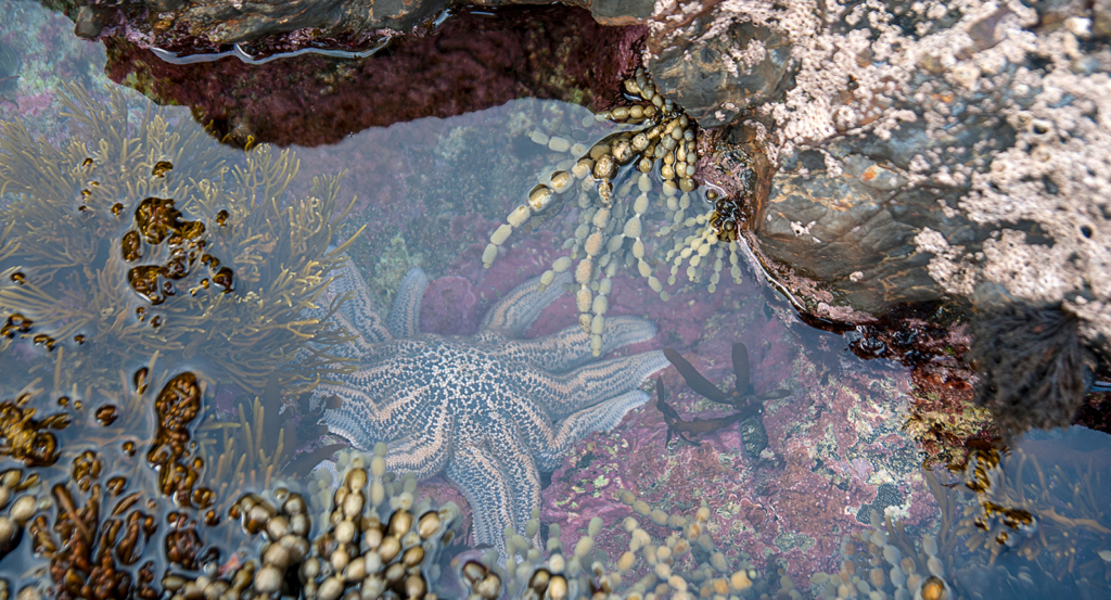 A star fish and sea coral in a tide pool