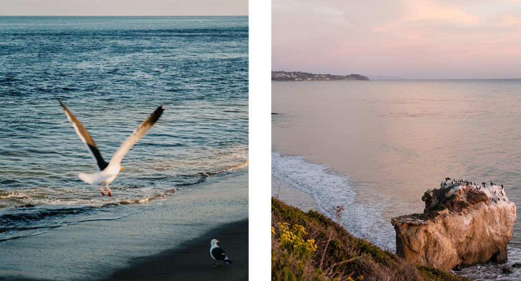 Two images, one of a seagull on a beach, and El Matador Beach, used for movies filmed in Malibu like The Notebook